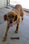 Sophie (Ritzy)