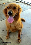 Sophie (Ritzy)