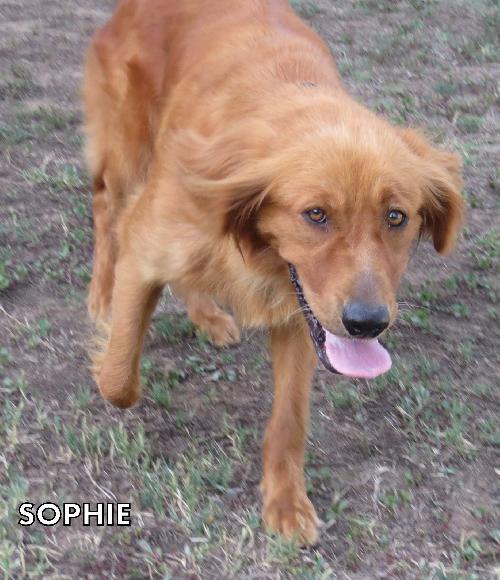 Sophie (Ritzy)