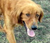 Sophie (Ritzy)