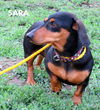 Sara (Ritzy)