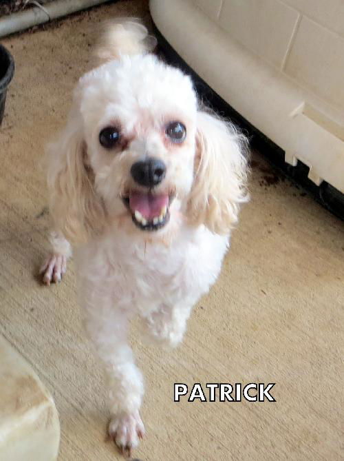 Patrick (Ritzy)