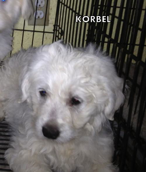 Korbel (Posh Puppy)