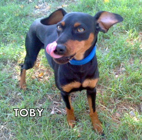 Toby (Ritzy)