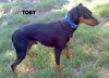 Toby (Ritzy)