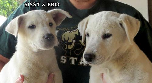 Sissy and Bro (Puppy)
