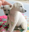 Sissy and Bro (Puppy)