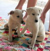 Sissy and Bro (Puppy)