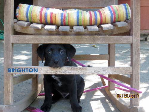 Brighton (Puppy)