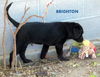 Brighton (Puppy)