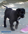Brighton (Puppy)