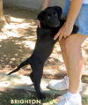 Brighton (Puppy)