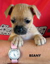 Beany (Puppy)