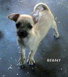 Beany (Puppy)