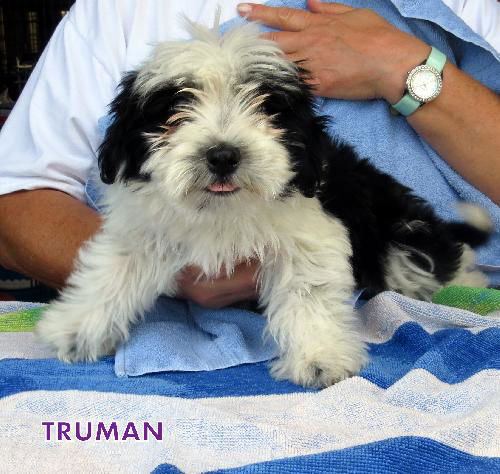 Truman (PoshPuppy)