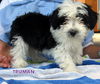 Truman (PoshPuppy)