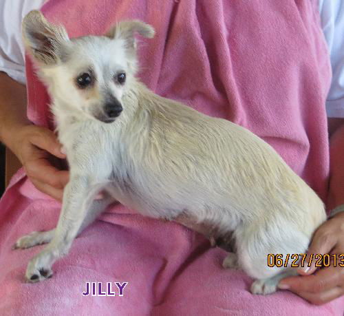 Jilly (GrandPaws)