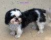 Mei Mei (Ritzy GrandPaws)
