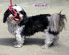 Mei Mei (Ritzy GrandPaws)