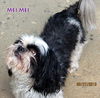 Mei Mei (Ritzy GrandPaws)