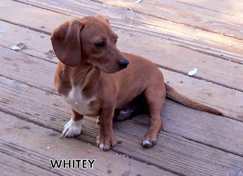 Whitey (Ritzy)