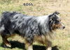 Boss (Ritzy)