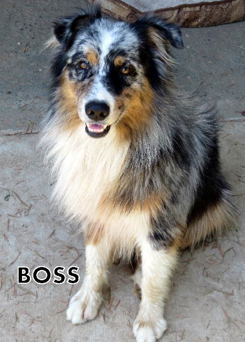 Boss (Ritzy)