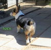 Tuck (Ritzy)