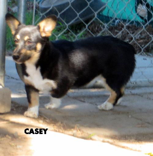 Casey (Ritzy)