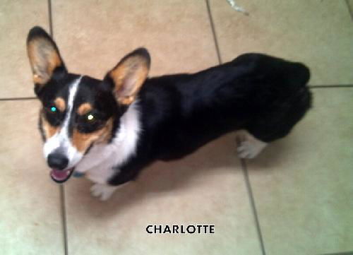 Charlotte (Ritzy)