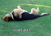 Hercules (Ritzy)