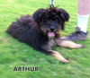 Arthur (Ritzy)