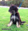 Arthur (Ritzy)