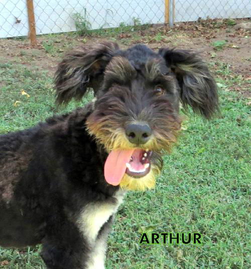 Arthur (Ritzy)