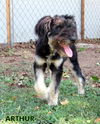 Arthur (Ritzy)