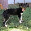 Arthur (Ritzy)