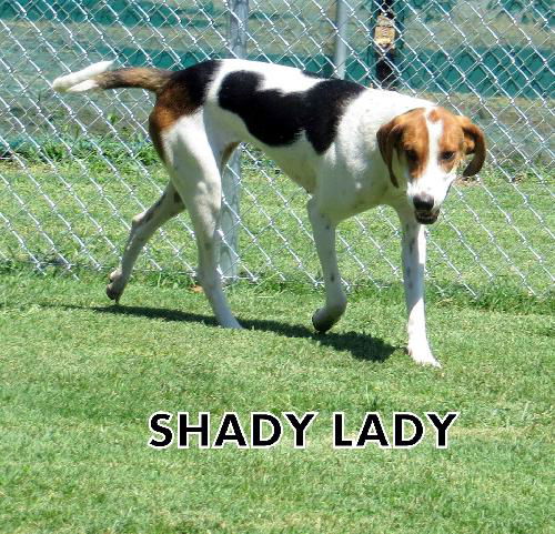 Shady Lady (Ritzy)