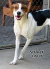 Shady Lady (Ritzy)