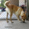 Sunshine (Ritzy)