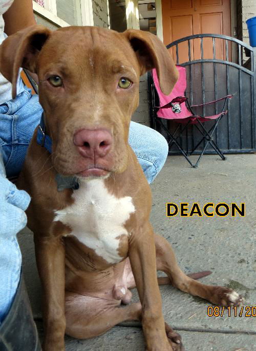 Deacon