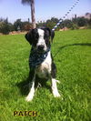 Bossy Boys (Puppy)