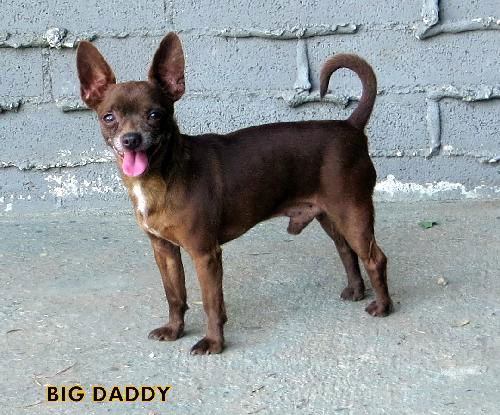 Big Daddy