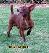 Big Daddy
