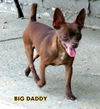 Big Daddy