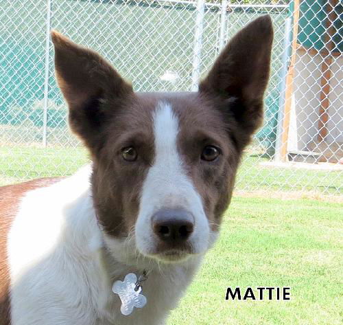 Mattie (Ritzy)