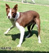 Mattie (Ritzy)