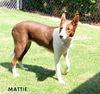 Mattie (Ritzy)