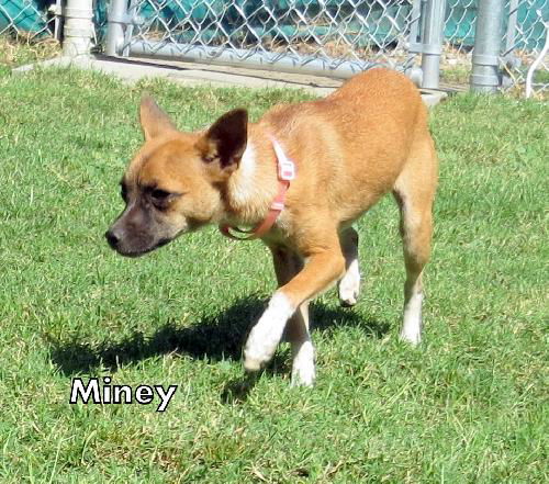 Miney