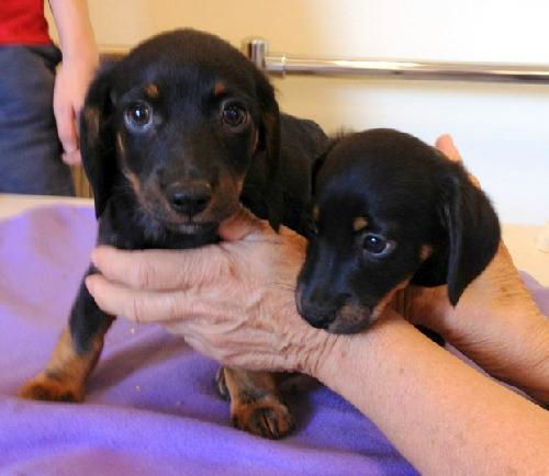 Guiness and Newcastle (Posh Puppy)