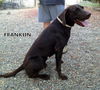 Franklin (Ritzy)
